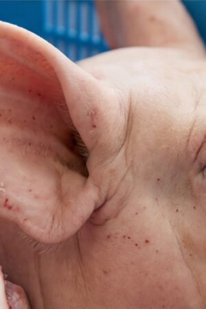 Frozen Pork Head