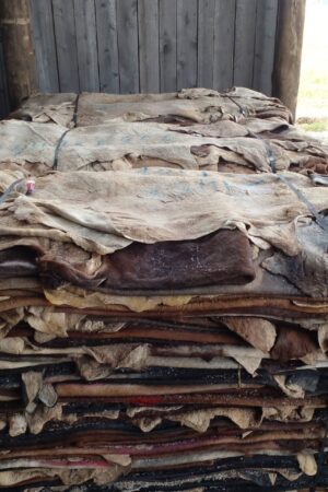 wet salted Cow Hides